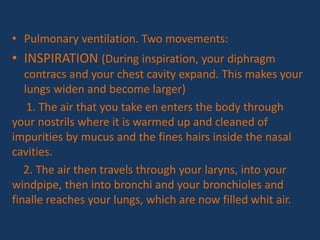 • Pulmonary ventilation. Two movements:
• INSPIRATION (During inspiration, your diphragm
contracs and your chest cavity expand. This makes your
lungs widen and become larger)
1. The air that you take en enters the body through
your nostrils where it is warmed up and cleaned of
impurities by mucus and the fines hairs inside the nasal
cavities.
2. The air then travels through your laryns, into your
windpipe, then into bronchi and your bronchioles and
finalle reaches your lungs, which are now filled whit air.
 