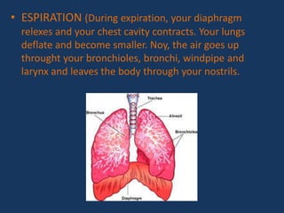 • ESPIRATION (During expiration, your diaphragm
relexes and your chest cavity contracts. Your lungs
deflate and become smaller. Noy, the air goes up
throught your bronchioles, bronchi, windpipe and
larynx and leaves the body through your nostrils.
 