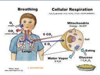 3. RESPIRATION
 