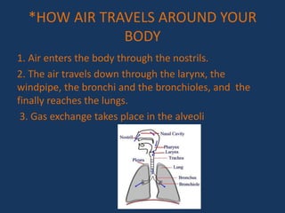 *HOW AIR TRAVELS AROUND YOUR
BODY
1. Air enters the body through the nostrils.
2. The air travels down through the larynx, the
windpipe, the bronchi and the bronchioles, and the
finally reaches the lungs.
3. Gas exchange takes place in the alveoli
 