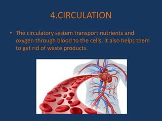 4.CIRCULATION
• The circulatory system transport nutrients and
oxygen through blood to the cells. It also helps them
to get rid of waste products.
 
