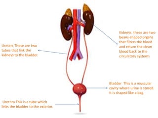 Kidneys these are two
beans-shaped organs
that filters the blood
and return the clean
blood back to the
circulatory systems
Bladder This is a muscular
cavity where urine is stored.
It is shaped like a bag.
Urethra This is a tube which
links the bladder to the exterior.
Ureters These are two
tubes that link the
kidneys to the bladder.
 