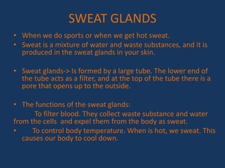 SWEAT GLANDS
• When we do sports or when we get hot sweat.
• Sweat is a mixture of water and waste substances, and it is
produced in the sweat glands in your skin.
• Sweat glands-> Is formed by a large tube. The lower end of
the tube acts as a filter, and at the top of the tube there is a
pore that opens up to the outside.
• The functions of the sweat glands:
To filter blood. They collect waste substance and water
from the cells and expel them from the body as sweat.
• To control body temperature. When is hot, we sweat. This
causes our body to cool down.
 
