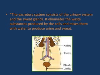 • *The excretory system consists of the urinary system
and the sweat glands. It eliminates the waste
substances produced by the cells and mixes them
with water to produce urine and sweat.
 