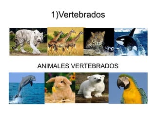1)Vertebrados




ANIMALES VERTEBRADOS
 