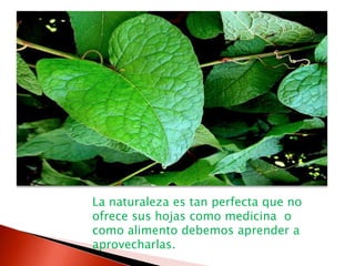 La naturaleza es tan perfecta que no ofrece sus hojas como medicina  o como alimento debemos aprender a aprovecharlas.  
