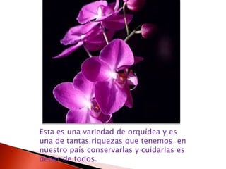 Esta es una variedad de orquídea y es una de tantas riquezas que tenemos  en nuestro país conservarlas y cuidarlas es deber de todos.  
