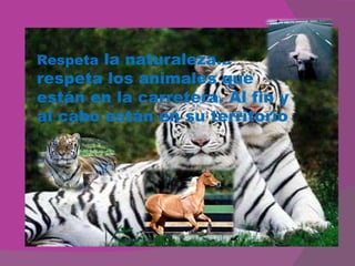 Respeta  la naturaleza… respeta los animales que están en la carretera. Al fin y al cabo están en su territorio 