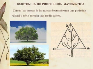 EXISTENCIA DE PROPORCIÓN MATEMÁTICA   -Nogal y roble: forman una media esfera. - Cerezo: las puntas de los nuevos brotes forman una pirámide 