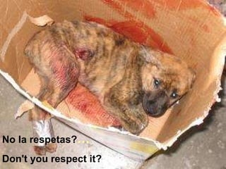 No la respetas? … Don't you respect it? 