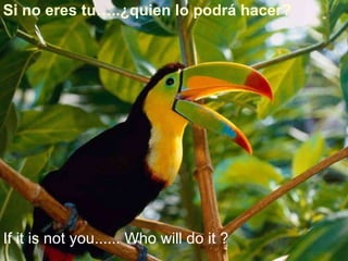 Si no eres tu…..¿quien lo podrá hacer?  If it is not you...... Who will do it ?   
