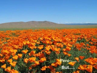 Pero ..... But..... 