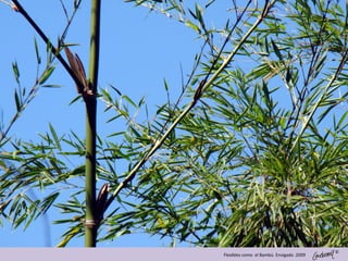 ©
Flexibles como el Bambú. Envigado .2009
 