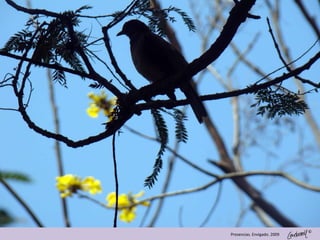 ©
Presencias. Envigado. 2009
 