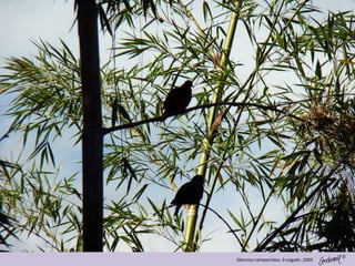 ©
Silencios compartidos. Envigado .2009
 