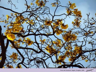 ©
Flores del Guayacán. Regalo. Envigado .2009
 