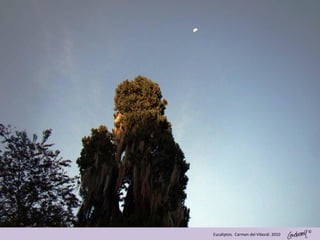 ©
Eucaliptos. Carmen del Viborál. 2010
 