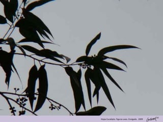 ©
Hojas Eucalipto. Figuras aves. Envigado. 2009
 