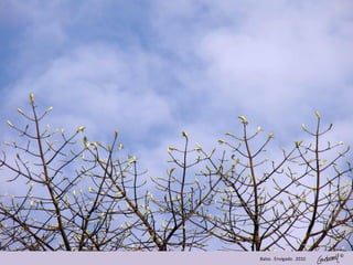 ©
Balso . Envigado. 2010
 