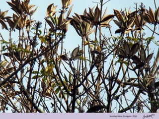 ©
Semillas Balso. Envigado. 2010
 