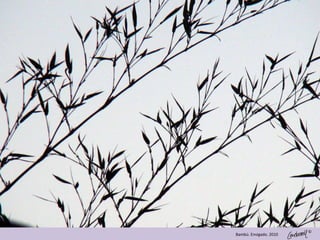 ©
Bambú. Envigado. 2010
 