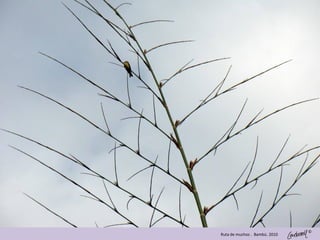 ©
Ruta de muchos . Bambú. 2010
 