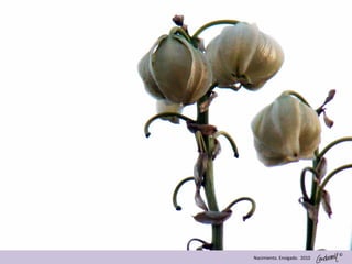 ©
Nacimiento. Envigado. 2010
 