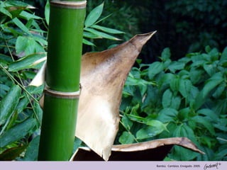 ©
Bambú. Cambios. Envigado. 2009.
 