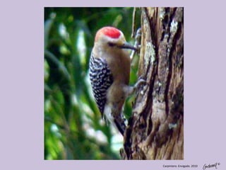 ©
Carpintero. Envigado. 2010
 