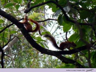 ©
Ardillas y su juego. Envigado. 2009
 