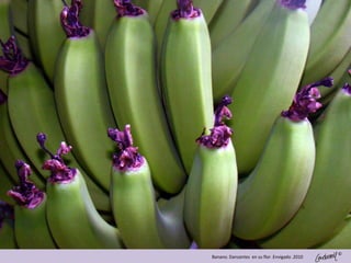 ©
Banano. Danzantes en su flor .Envigado .2010
 