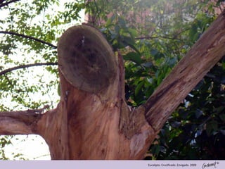 ©
Eucalipto. Crucificado .Envigado. 2009
 