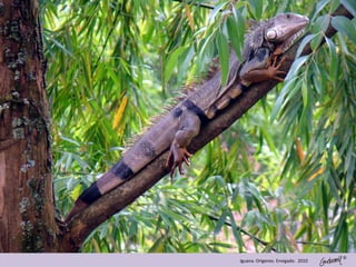 ©
Iguana. Orígenes. Envigado. 2010
 