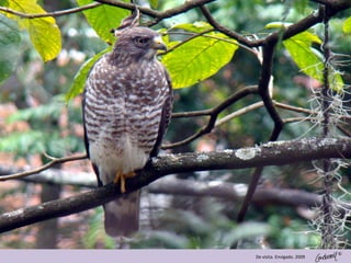 ©
De visita. Envigado. 2009
 