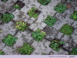 ©
Mirándome en el suelo. Envigado .2009
 