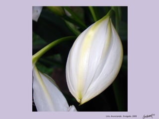 ©
Lirio. Anunciando . Envigado. 2009
 