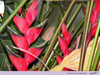 ©
Heliconias. Cunas. Envigado. 2010
 