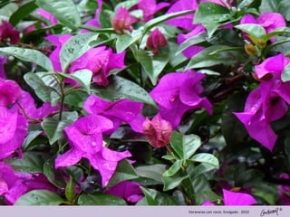 ©
Veraneras con rocío. Envigado . 2010
 