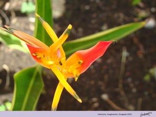 ©
Heliconia. Imaginación. Envigado.2010
 