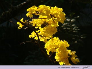 ©
Flor guayacán. Regalos. Envigado. 2010
 