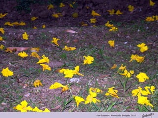 ©
Flor Guayacán. Nuevo ciclo. Envigado. 2010
 