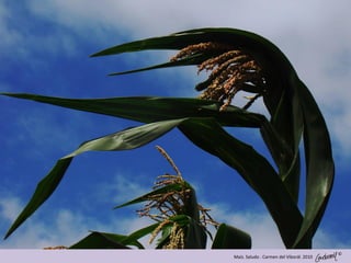 ©
Maíz. Saludo . Carmen del Viborál. 2010
 