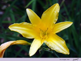 ©
Lirio. Envigado. 2010
 