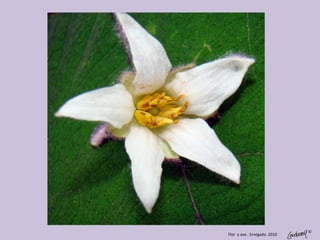 ©
Flor y ave . Envigado. 2010
 