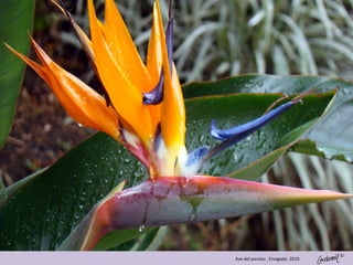 ©
Ave del paraíso . Envigado. 2010
 