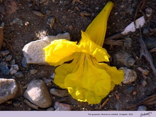 ©
Flor guayacán. Muerte en soledad . Envigado. 2010
 