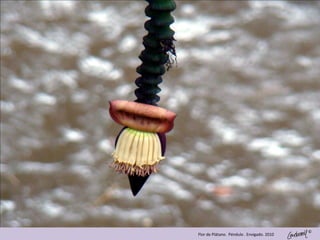 ©
Flor de Plátano. Péndulo . Envigado. 2010
 