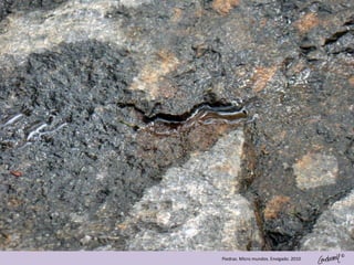 ©
Piedras. Micro mundos. Envigado. 2010
 