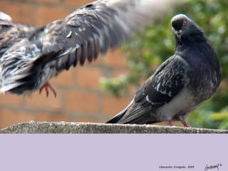 ©
Liberación. Envigado. 2009
 