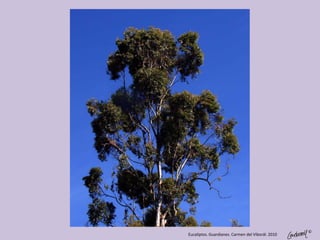 ©
Eucaliptos. Guardianes. Carmen del Viborál. 2010
 